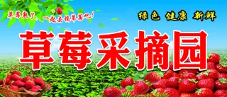 草莓园采摘