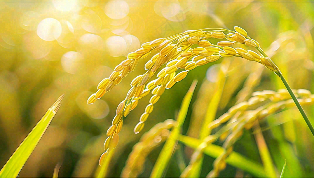 稻田稻谷稻穗粮食收成小满芒种世界粮食日摄影图