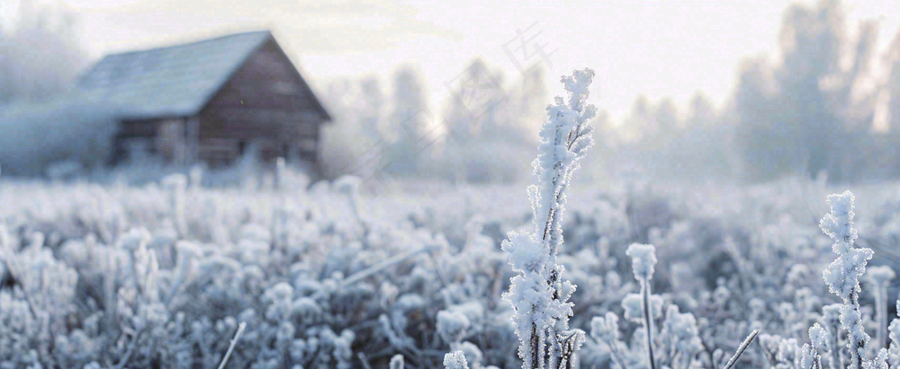 冬天植物森林里的木屋白雪覆盖小寒小雪摄影图