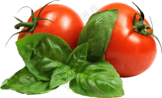 罗勒叶与新鲜的西红柿免抠图片素材