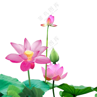 在花季盛开的荷花植物PNG图片素材