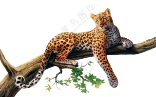 树干上休息的猎豹动物主题免抠图片
