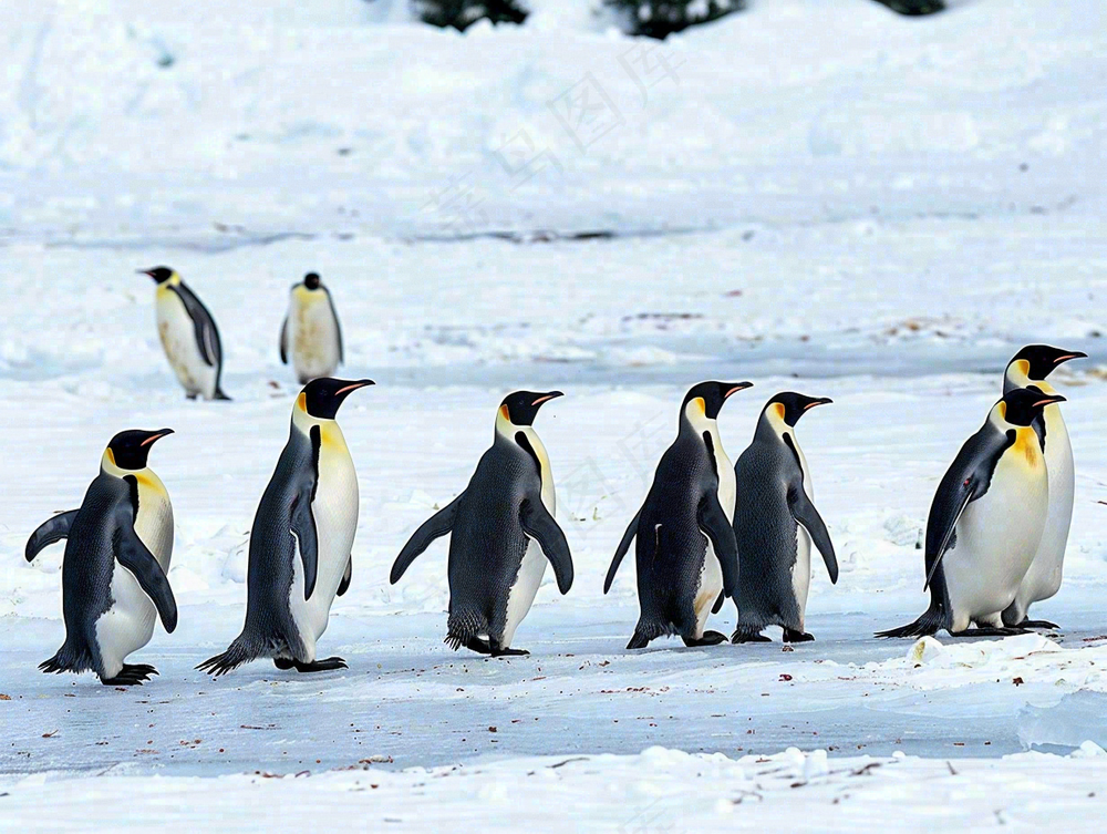 冰雪天地的企鹅寒冷动物摄影图