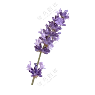 挂有晨露的一枝薰衣草免抠图片素材