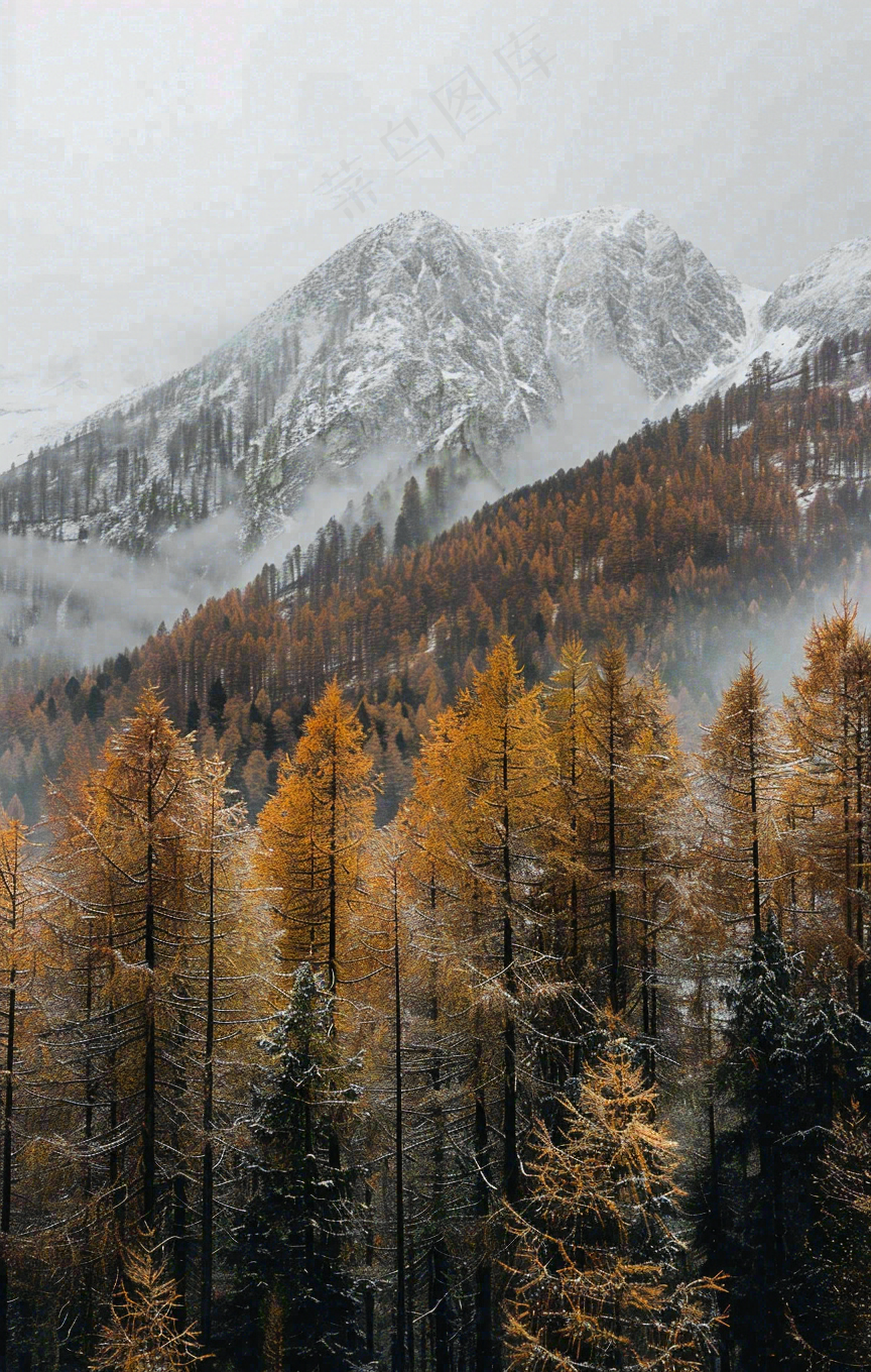 秋天森林山脉清晨起雾大自然风光寒露摄影图
