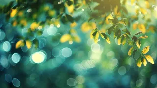 夏日唯美光晕树木图片