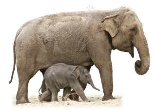 带领着幼崽一同前行的大象免抠图片