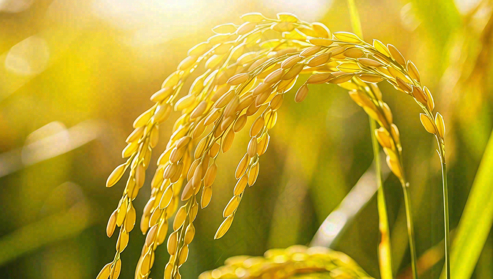 稻田稻谷稻穗粮食收成小满芒种世界粮食日摄影图