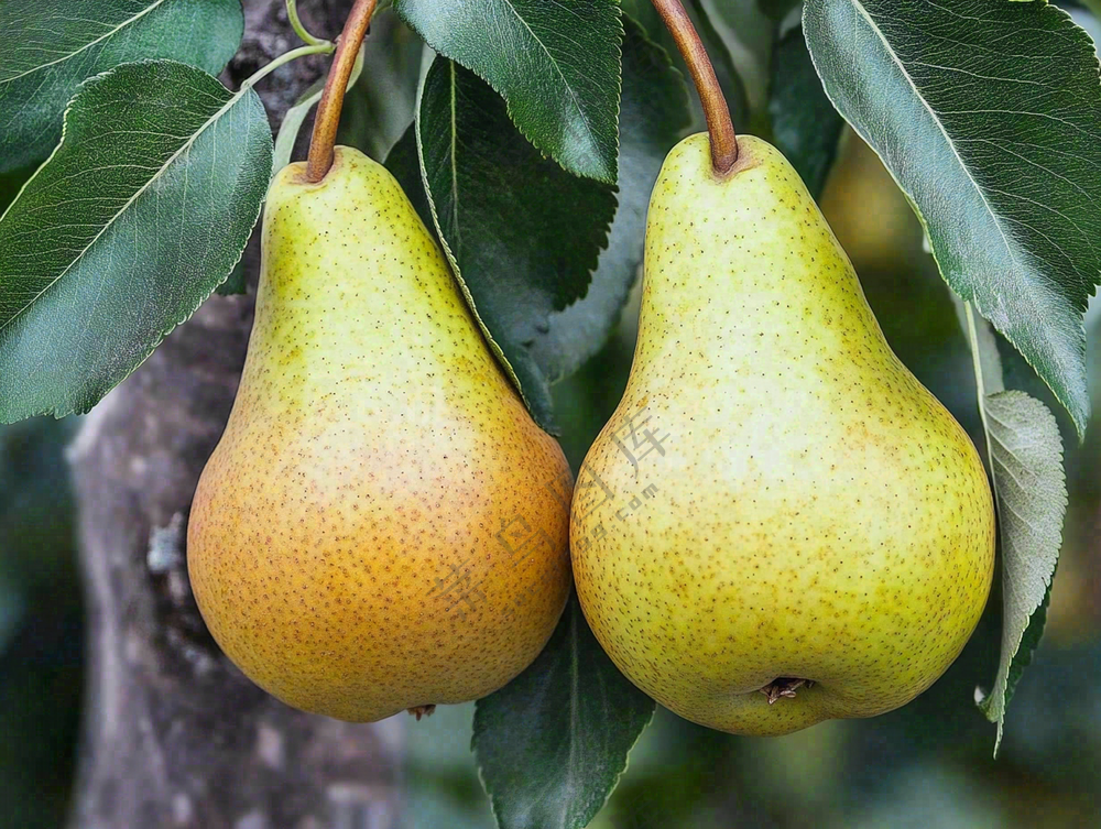 梨树成熟的梨子水果可口摄影图