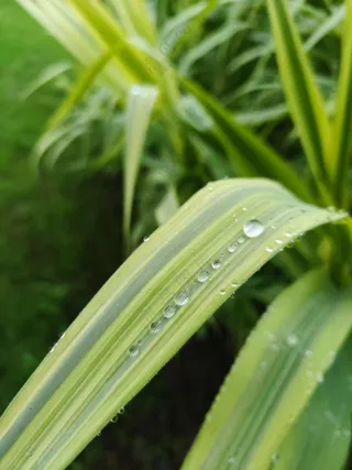 芦苇叶上的雨后水珠