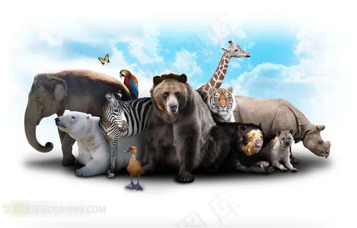 野生动物素材图片动物大全
