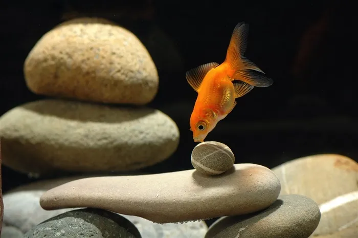 石头和红色的金鱼