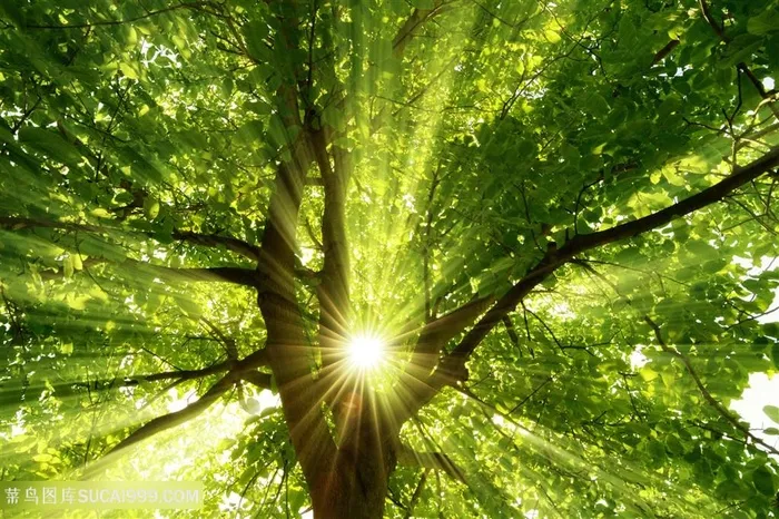 绿色大树树林阳光照射下树林图片
