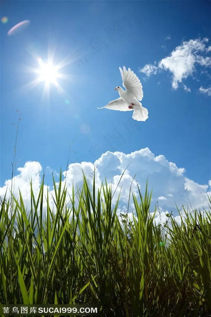 蔚蓝的天空上飞舞的白鸽与草丛