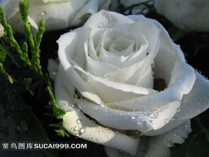 白色玫瑰花水珠高清图