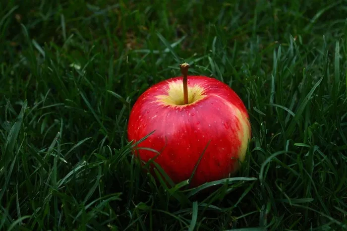 一个诱人的苹果高清图片