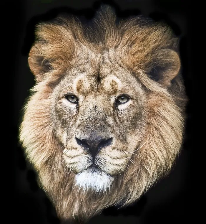 高清狮子头图片