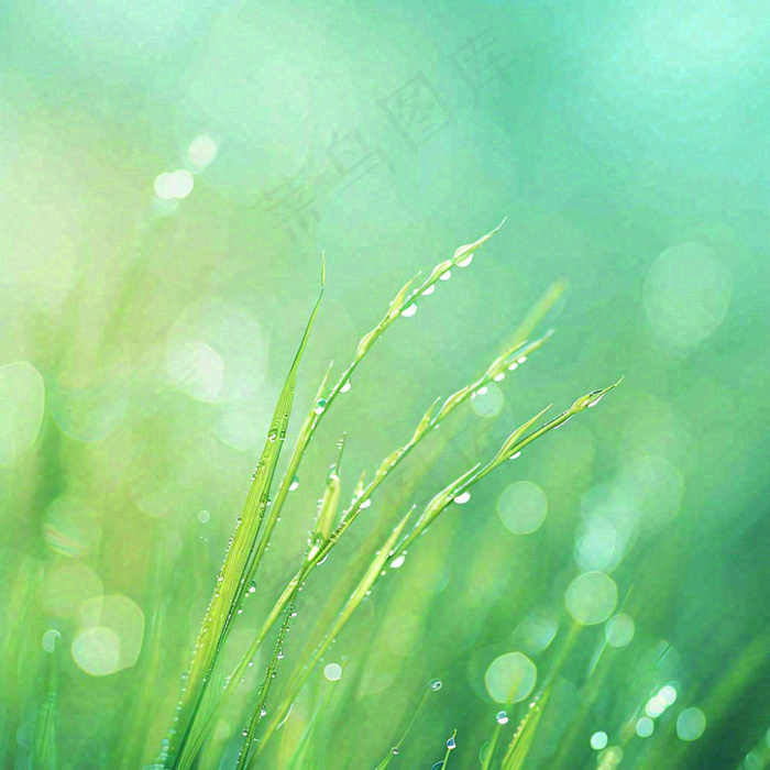 春天草地绿芽雨水露珠阳光，春分谷雨雨水白露摄影图