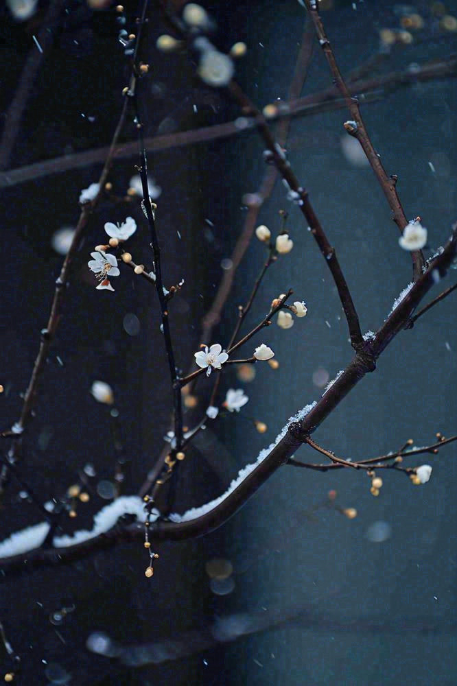 冬天雪花枝叶植物简约意境，冬季小雪大雪冬至摄影图