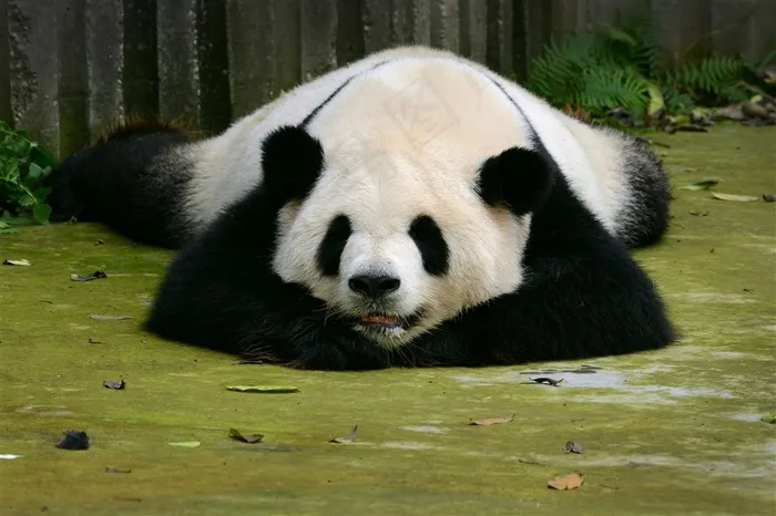 趴地上的大熊猫摄影素材