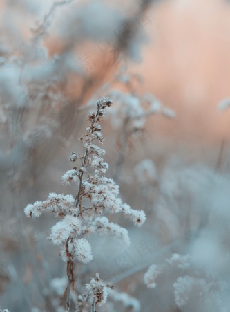 冬日野生植物摄影图片