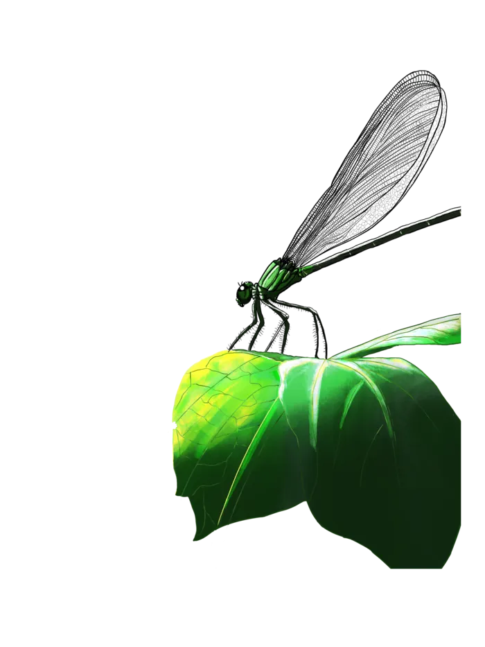 绿色小暑蜻蜓插画