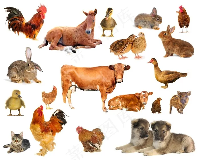 19种常见家畜家禽动物高清图片小狗小猫野兔公鸡斑马鸭子黄牛素材