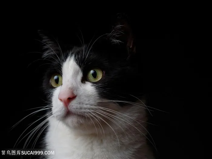 高清黑白猫咪脸部特写摄影图片