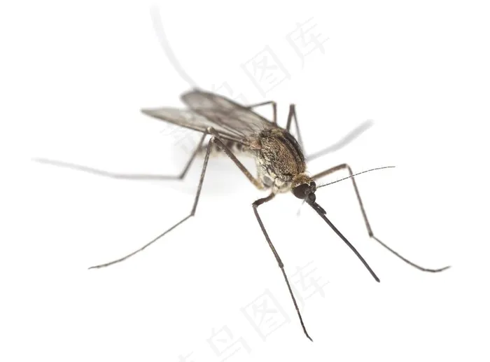 蚊子特写高清图片昆虫图片