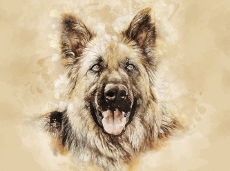 牧羊犬绘画肖像图片