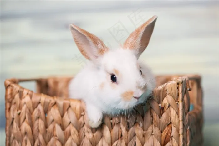 可爱的白色小兔子高清图片