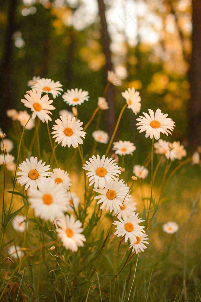 落日小花小草花朵特写，郊游玩耍意境摄影图