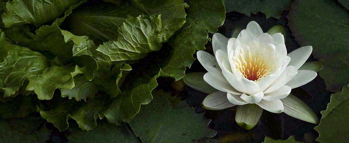 夏天荷花池荷叶白荷花睡莲特写，夏至小暑大暑摄影图