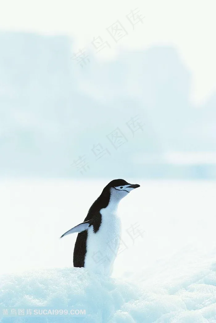 冰雪中的可爱的企鹅