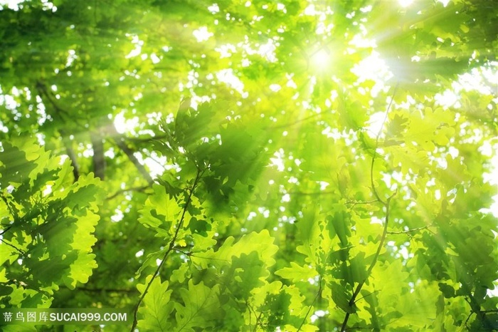 阳光直射树林景色高清图片