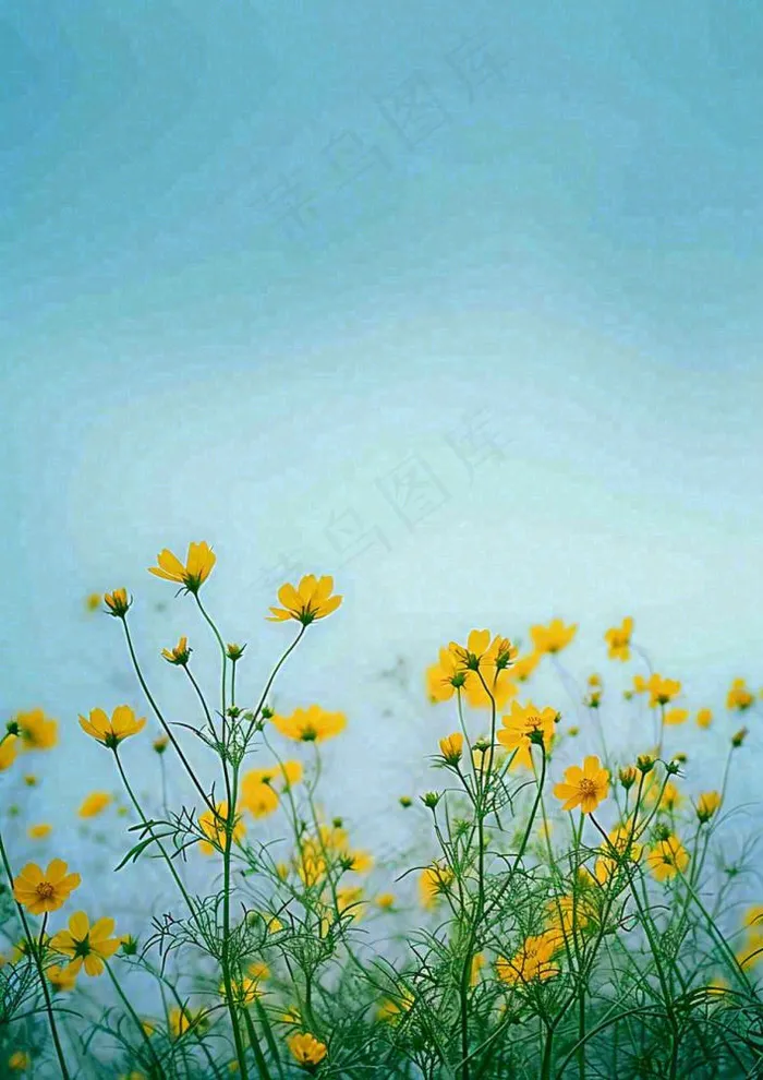 春天黄色的小花，春风，春分，油菜花