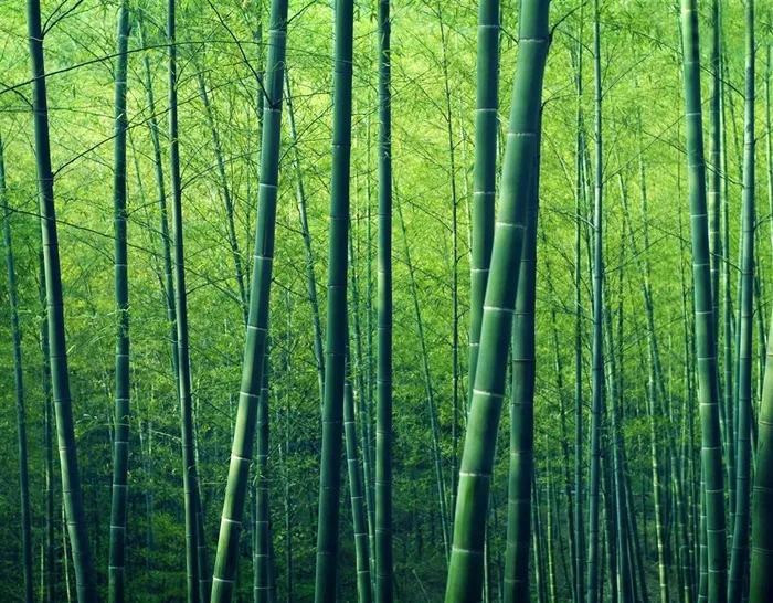 美丽绿竹林图片