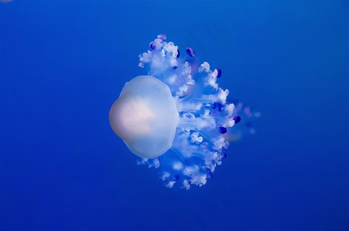 海洋里的水母动物图