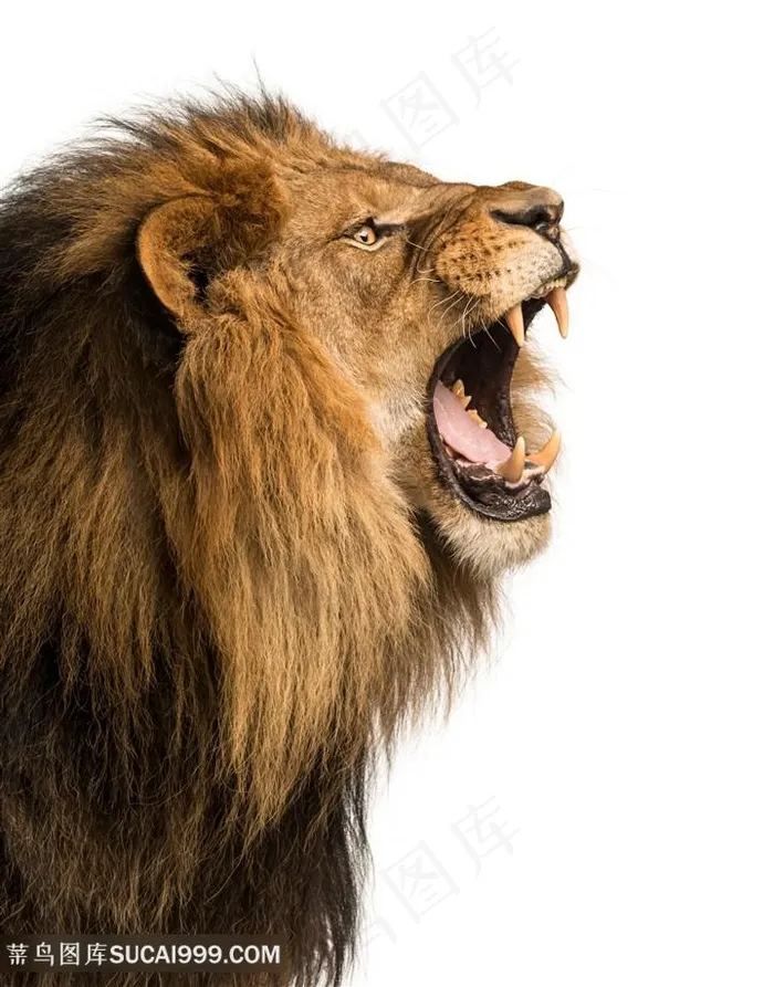怒吼的狮子高清图片动物大全