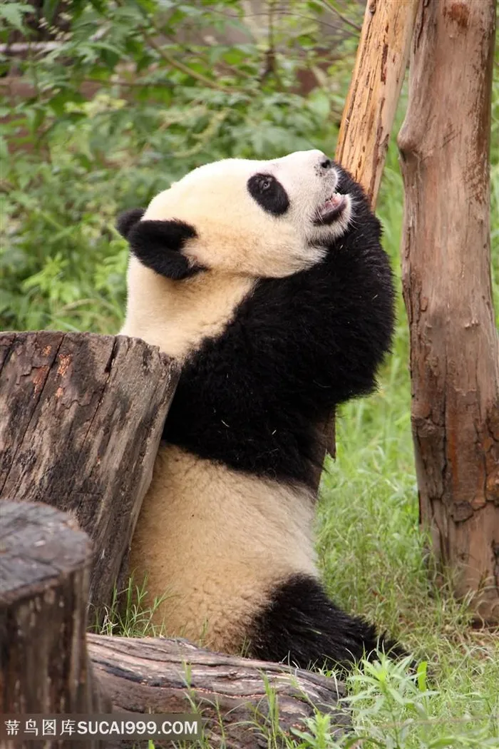 卡在树墩的大熊猫图片
