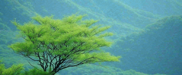 绿色树冠，绿色森林山脉，春天摄影图