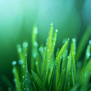 春天草地绿芽雨水露珠阳光，春分谷雨雨水白露摄影图