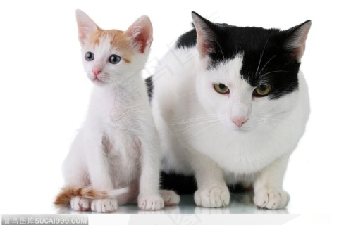 可爱猫咪-可爱的大猫和小猫