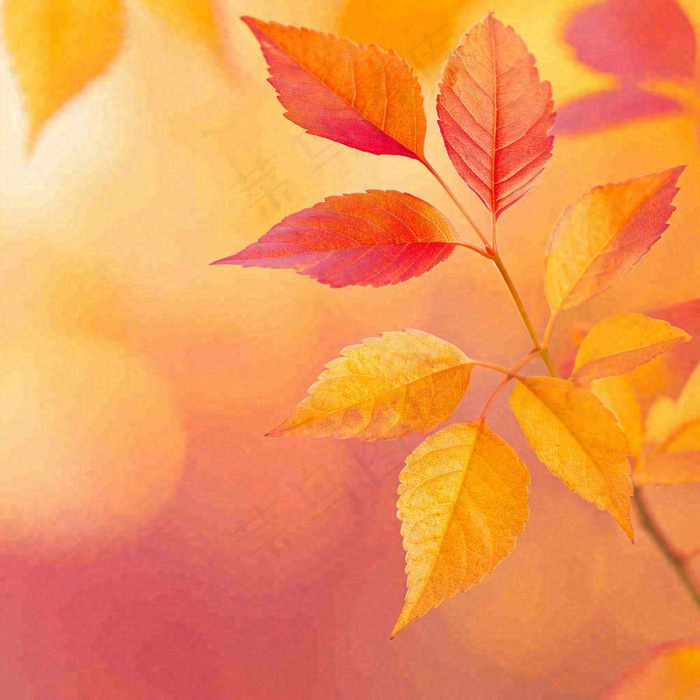 秋天秋意黄色落叶枫叶意境，秋分立秋摄影图