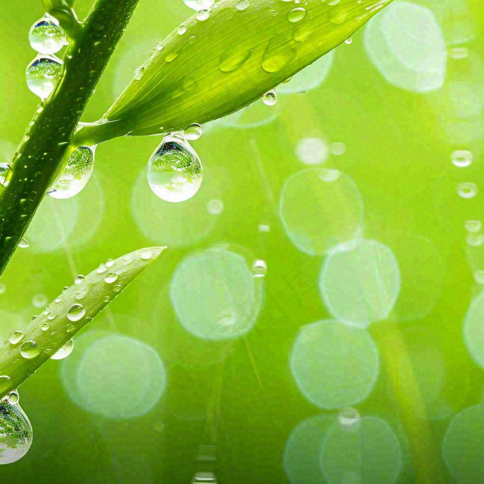 清新绿色春天绿芽叶子雨水露珠，春分谷雨摄影图