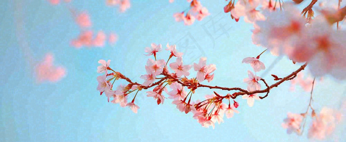 唯美粉色樱花花瓣春天浪漫梦幻蓝色，春分惊蛰摄影图