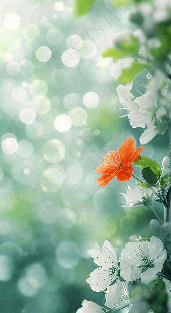 春天枝头上开满花朵，春分摄影图