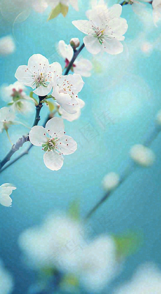 蓝色浪漫白色樱花花朵枝叶，立春惊蛰春分摄影图