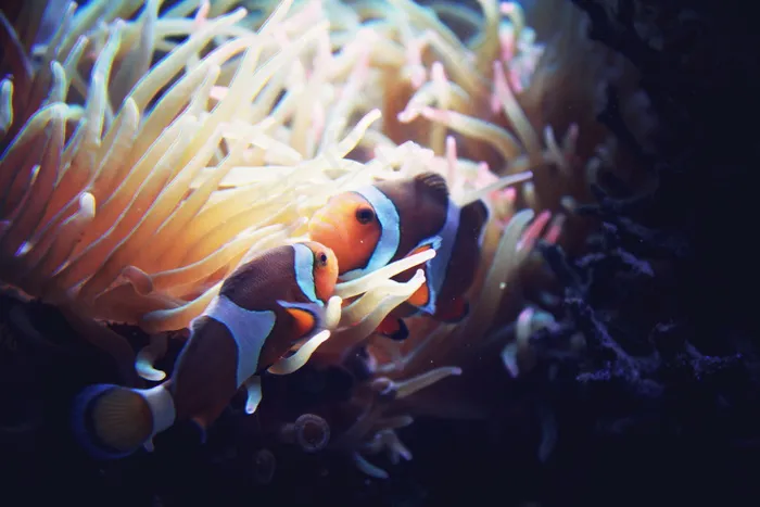 珊瑚丛小丑鱼图片