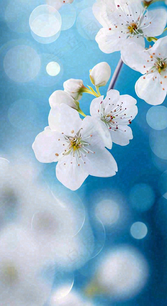 蓝色浪漫白色樱花花朵枝叶，立春惊蛰春分摄影图